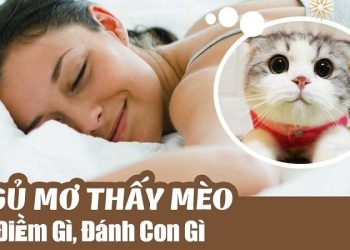 Nằm mơ thấy mèo là điềm gì? Đánh con gì dễ trúng nhất?