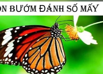 Con bướm số mấy? Mơ thấy con bướm đánh con gì dễ trúng?