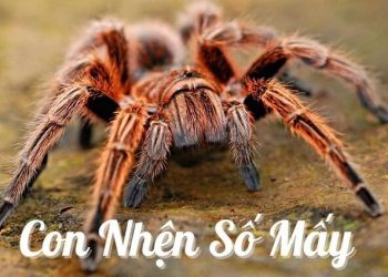 Con nhện số mấy? Nằm mơ thấy nhện đánh con gì rước lộc về?