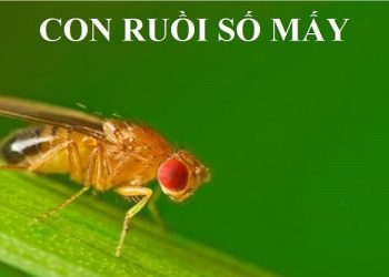 Con ruồi số mấy? Mơ thấy ruồi điềm gì? Đánh con nào dễ trúng