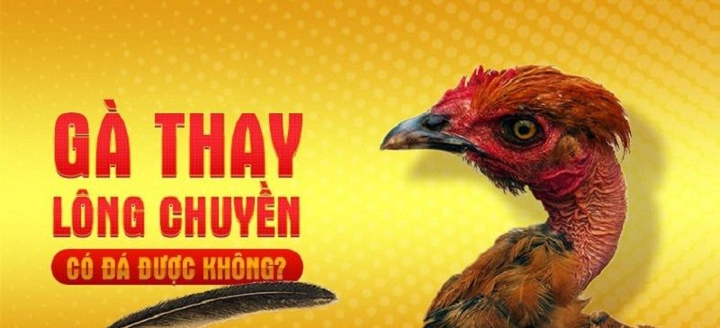 Gà thay lông chuyền có đá được không?