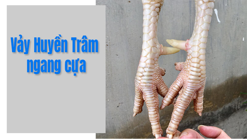 Vảy Huyền Trâm gà chọi có tốt không?