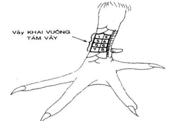 Vảy vấn cán tốt hay xấu?