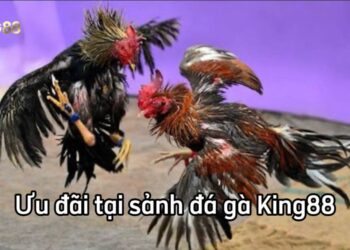 Những Ưu Đãi Cực Khủng Cho Kê Thủ tại Đá Gà King88