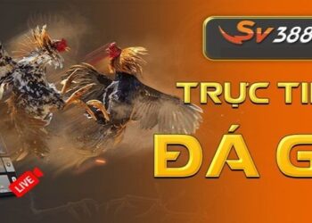 Chia sẻ kinh nghiệm chơi đá gà trực tuyến tại SV388