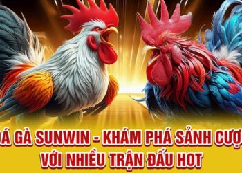 Đá Gà Sunwin – Khám Phá Sảnh Cược Với Nhiều Trận Đấu Hot
