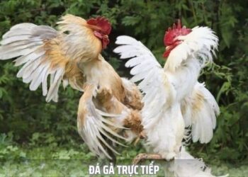 Đá Gà Trực Tiếp – Căng Thẳng Qua Những Màn Đấu Nảy Lửa