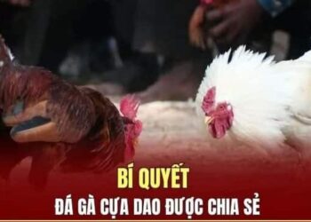 Đá Gà Cựa Dao – Kinh Nghiệm Chơi Chắc Thắng Từ Cao Thủ