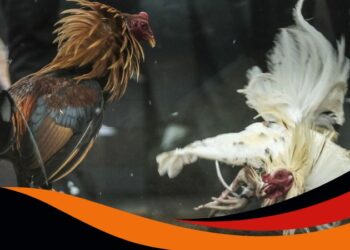 Đá Gà Ga6789: Sân Chơi Đá Gà Uy Tín, An Toàn Số 1