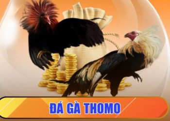 Đá Gà Trực Tiếp Thomo: Sôi Động Từng Giây, Nảy Lửa Mọi Trận