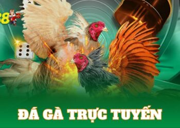 Đá gà tại HB88 – Cú hích mới cho giới cược thủ đam mê bộ môn huyền thoại