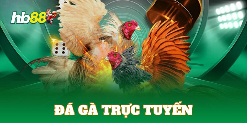 Lý do đá gà HB88 trở thành lựa chọn hàng đầu của cược thủ Việt
