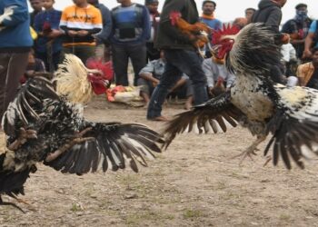 Đá Gà Miền Bắc – Truyền Thống Và Bí Quyết Tham Gia