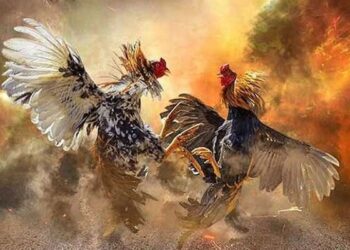 Đá Gà Online Chất Lượng HD Khám Phá Thế Giới Giải Trí Đỉnh Cao