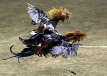 Kênh Trực Tiếp Đá Gà Xanh Chín – Không Giới Hạn Rút Tiền, Đặt Cược Hăng Say Nổ Thưởng Tung Nóc Nhà